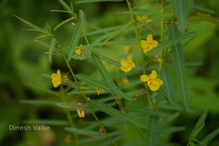 Chamaecrista mimosoides